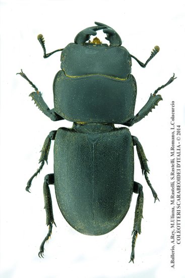 Dorcus parallelipipedus, maschio